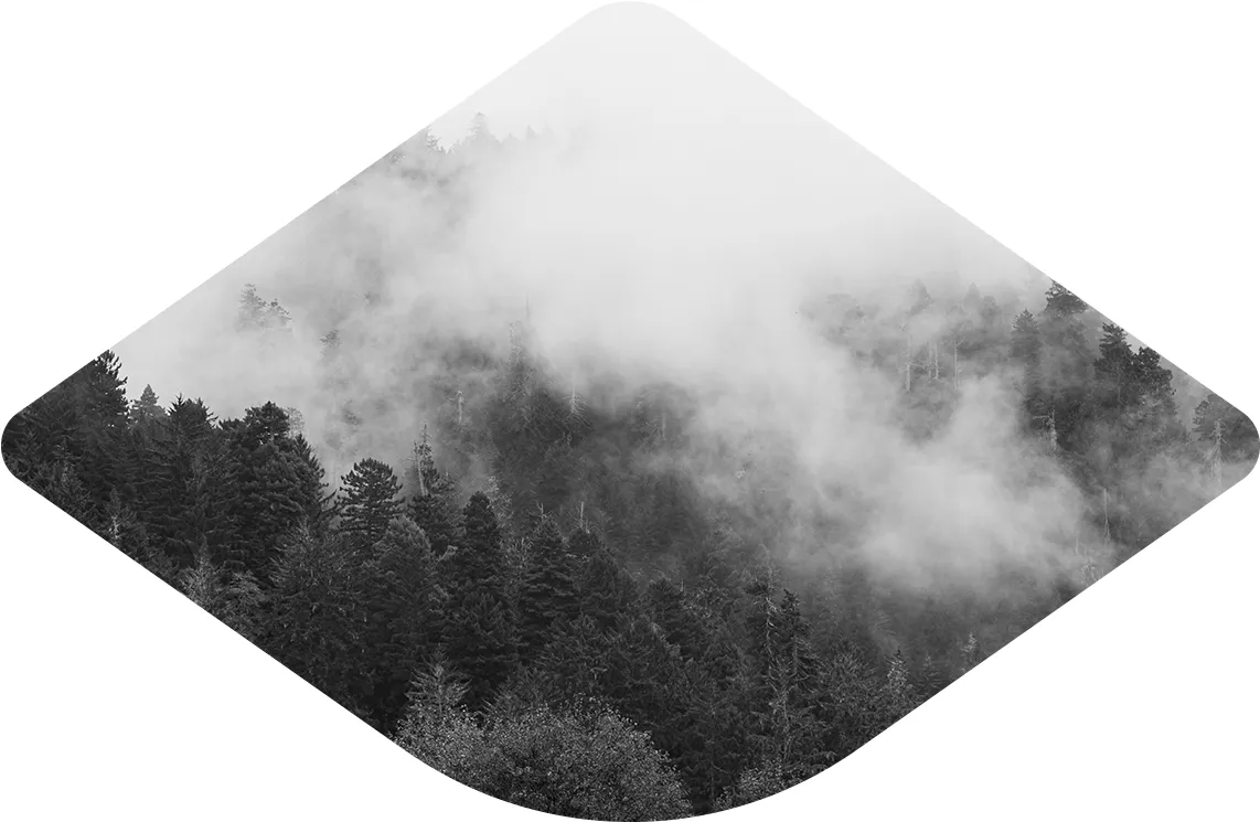 Sequoia fog 2