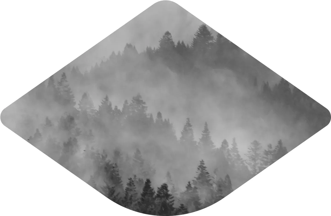 Sequoia Fog