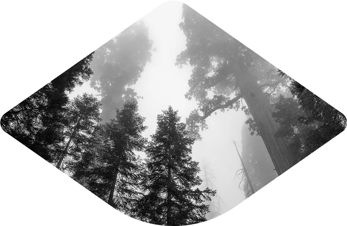 Sequoia in the fog