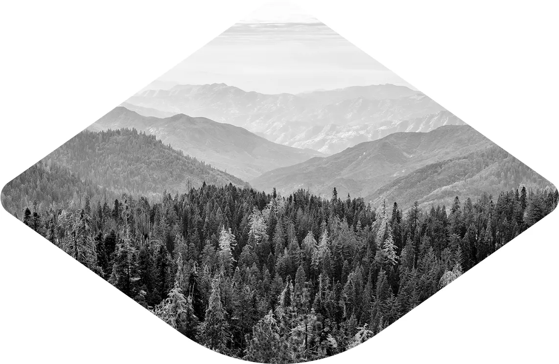 Sequoia layers of fog