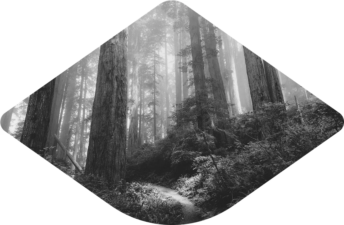 Path through Sequoia forest