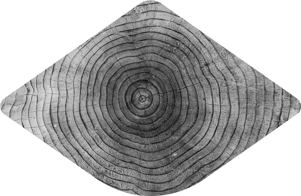 Rings of a Sequoia Tree