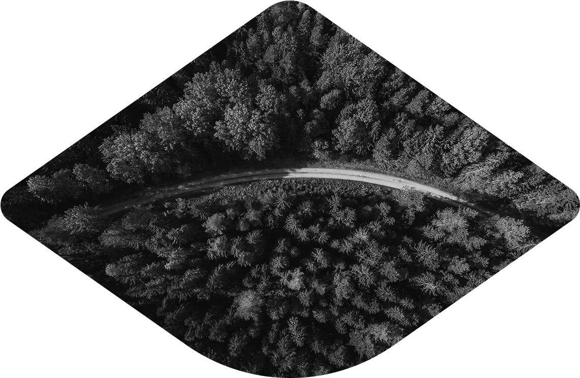 Road through Sequoia trees