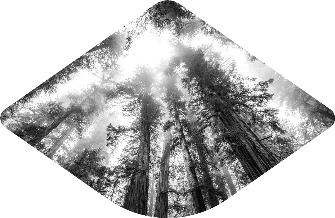 Looking up at tall Sequoia trees.