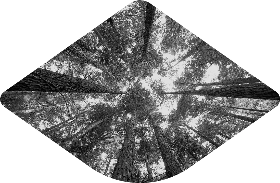 Sequoia Trees Looking Up